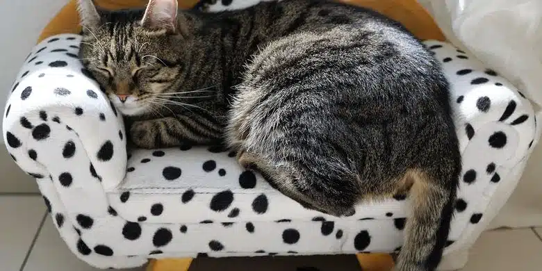 5 Penyebab Kucing Kejang Saat Tidur 2025 Begini Cara Mengatasinya