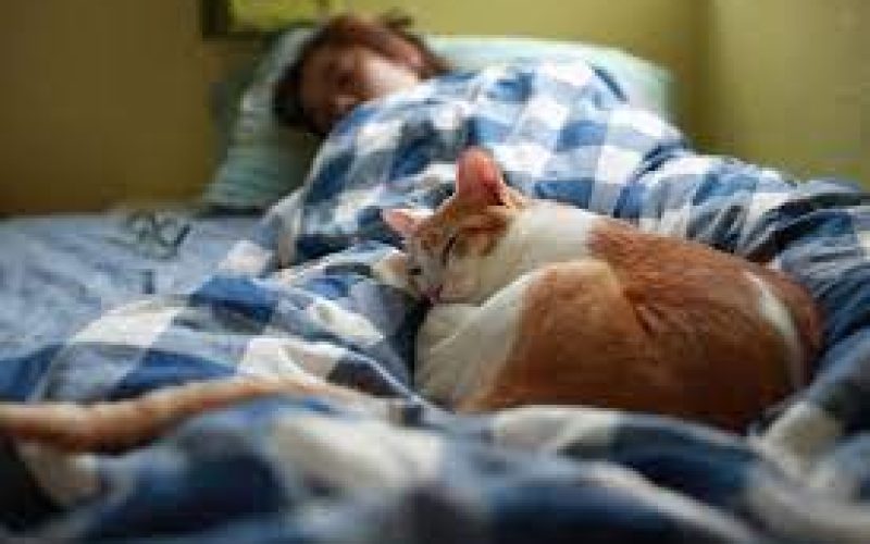 5 Penyebab Kucing Tidur Dekat Kita Jarang Diketahui Oleh Pemiliknya 2023