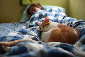 5 Penyebab Kucing Tidur Dekat Kita Jarang Diketahui Oleh Pemiliknya 2023