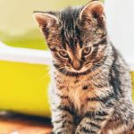 5 Pertolongan Pertama Kucing PUP Berdarah 2023 Patut Diketahui