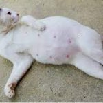 5 Tanda-Tanda Kucing Menstruasi Beserta Cara Mengatasinya 2023