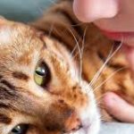 6 Arti Tanda Kucing Mati di Depan Rumah Jarang Diketahui Semua Orang 2023