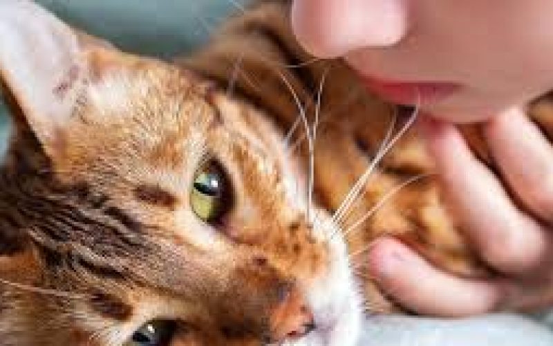 6 Arti Tanda Kucing Mati di Depan Rumah Jarang Diketahui Semua Orang 2023