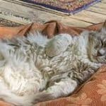 6 Cara Membuat Kucing Tidur Yang Sering Hiperaktif Pada Malam Hari 2023