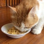 6 Cara Membuat Makanan Kucing dari Tempe dan Telur Dijamin Langsung Bisa
