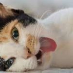 6 Cara Mengatasi Kucing Keracunan 2023 Dengan Bahan Alami Beserta Gejalanya