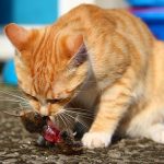 6 Cara Menyembukan Kucing Keracunan Dengan Obat Alami Sebagai Pertolongan Pertama 2023