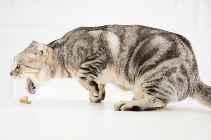 6 Ciri-Ciri Kucing Keracunan 2025 Beserta Cara Mengatasinya