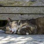 6 Gejala Kucing Keracunan Sering Muncul Beserta Cara Mengobatinya 2023