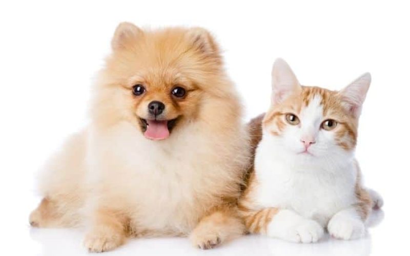 6 Perbedaan Kucing dan Anjing Jarang Diketahui Oleh Pecinta Hewan Peliharaan 2023
