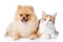 6 Perbedaan Kucing dan Anjing Jarang Diketahui Oleh Pecinta Hewan Peliharaan 2023