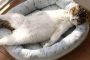 7 Alasan Penyebab Kucing Tidur Terlentang Yang Patut Diketahui 2023