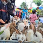 7 Pasar Kelinci Terdekat di Bandung 2023 Toko Jual Hewan Peliharaan Murah dan Berkualitas
