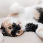 7 Pertolongan Pertama Pada Kucing Sekarat Hingga Sampai Mati 2023