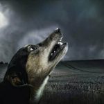 8 Alasan Penyebab Anjing Melolong Jam 3 Pagi, Apakah Ada Sebuah Mistis