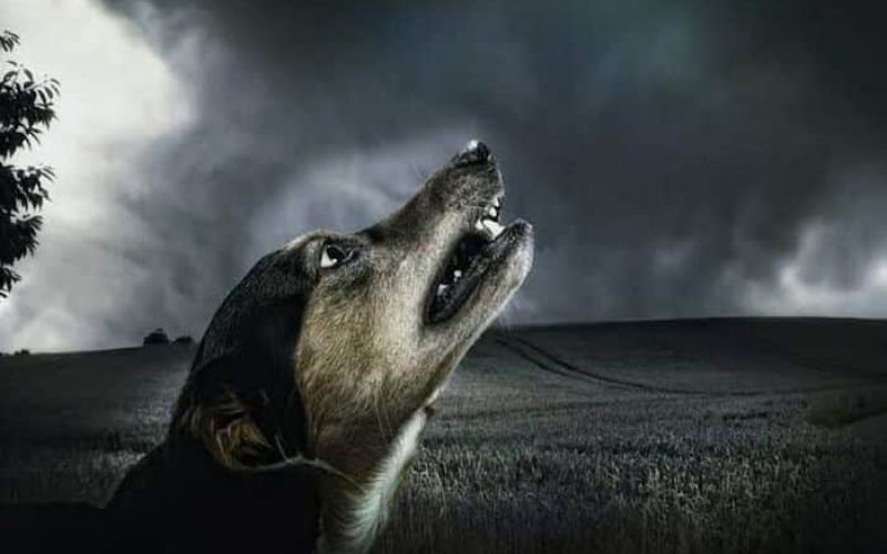 8 Alasan Penyebab Anjing Melolong Jam 3 Pagi, Apakah Ada Sebuah Mistis?