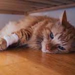 8 Cara Mengatasi Kucing Yang Mau Mati Beserta Tanda-Tandanya 2023