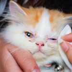 8 Cara Mengobati Mata Kucing Belekan Paling Ampuh Dengan Obat Bahan Alami