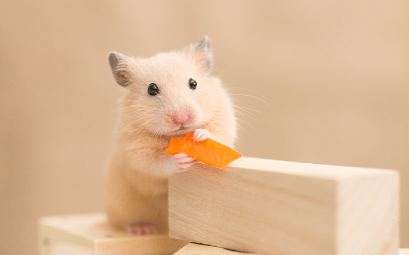 8 Cara Menjinakan Hamster Agar Tidak Menggigit Dan Aman Dipegang 2023