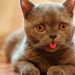 8 Penyebab Kucing Melet Seperti Anjing Secara Terus Menerus Yang Harus Diketahui 2023