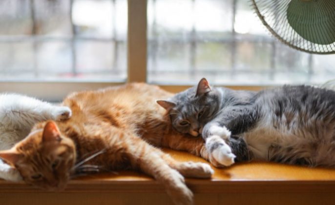 Cara Membuat Kucing Tidur ubah jadwal makan