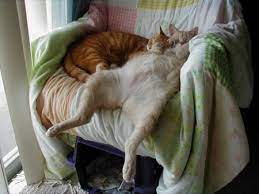 Cara Membuat Kucing Tidur