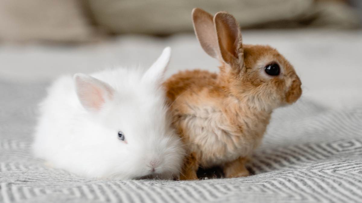 Cara Memelihara Kelinci