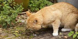 Cara Mengatasi Kucing Keracunan