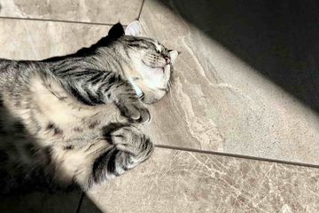 Ciri-Ciri Kucing Keracunan