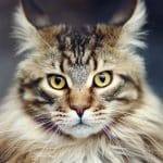 Daftar Harga Kucing Maine Coon Mix Persia Betina dan Jantan 2023 Beserta Cirinya