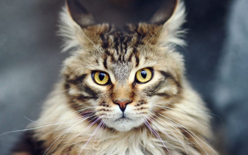 Daftar Harga Kucing Maine Coon Mix Persia Betina dan Jantan 2023 Beserta Cirinya