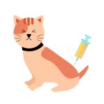 Inilah Jadwal Vaksin Kucing 2023 Sesuai Umur, Beserta Manfaat, Jenis dan Syaratnya