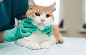 Jenis Vaksin Kucing