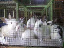 Jual Beli Kelinci Lembang