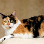 Kucing Jantan 3 Warna Dalam Islam, Fakta Wajib Diketahui Bagi Pecinta Hewan