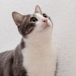 Kucing Maine Coon Mix Kampung 2023 Beserta Ciri-Cirinya Wajib Diketahui