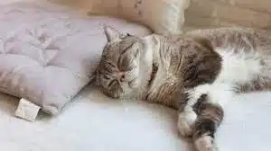 Kucing Mati Keracunan