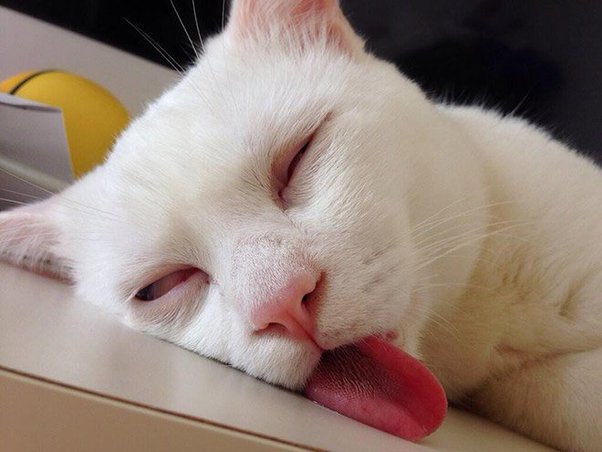 Kucing Melet Seperti Anjing pembengkakan lidah