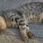 Mitos Arti Jika Menabrak Kucing Tidak Sengaja Sampai Mati 2023