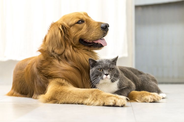 Perbedaan Kucing dan Anjing pintar dan penurut