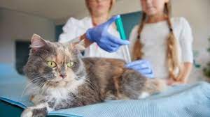 Syarat Vaksin Kucing