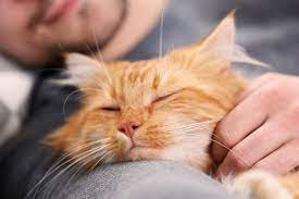 Tidur Bersama Kucing Menurut Islam