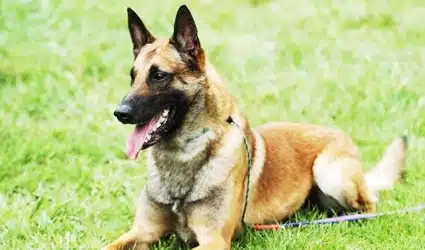 Uratan Taksonomi Anjing Secara Lengkap 2025 Beserta Ciri Sifat Karakteristiknya