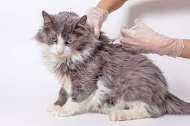 Urutan Vaksin Kucing