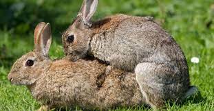 cara mengawinkan kelinci dalam satu kandang