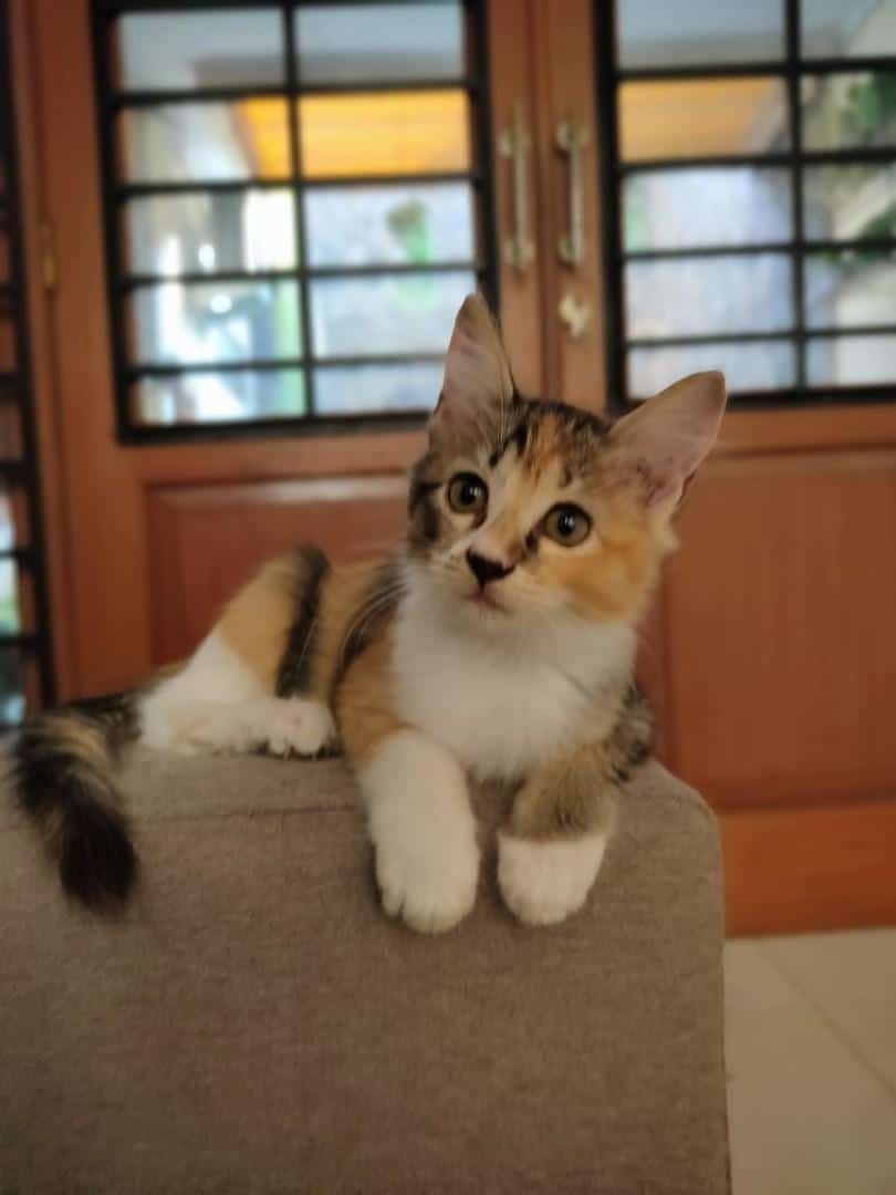 ciri ciri Kucing Maine Coon Mix Kampung mata bulan dan besar