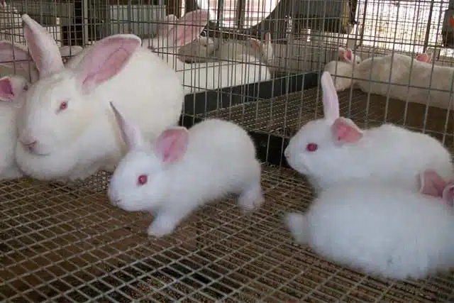 jenis kelinci pedaging di Indonesia flemish