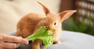 makanan kesukaan kelinci