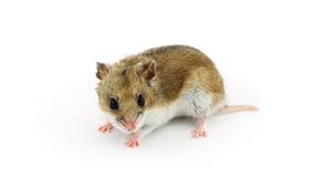 perbedaan hamster dan tikus dari ekor pendek