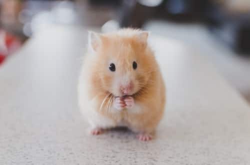 perbedaan hamster dan tikus